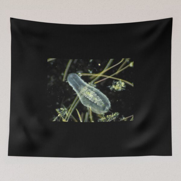 Item preview, Gastrotrich under the microscope designed and sold by SDym Photography.