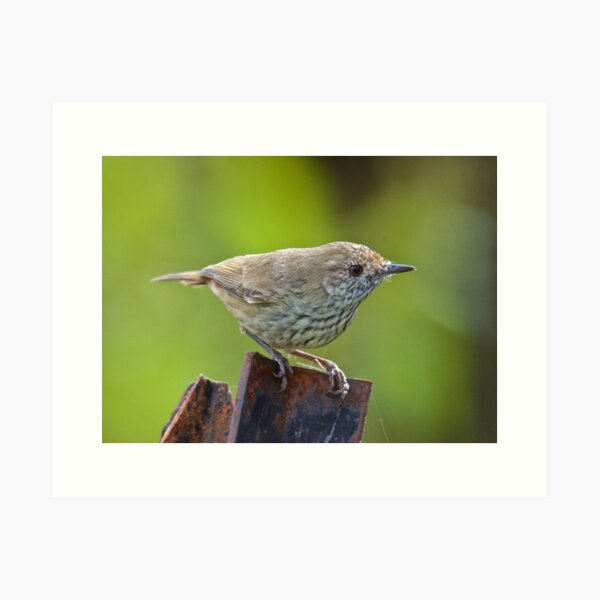 THORNBILL ~ Brown Thornbill kcBYxXSr by David Irwin ~ WO Art Print