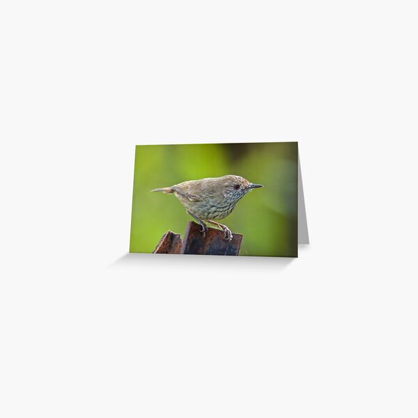 THORNBILL ~ Brown Thornbill kcBYxXSr by David Irwin ~ WO Greeting Card