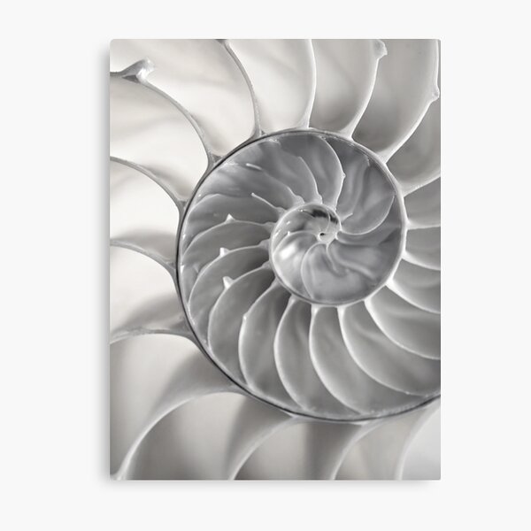 Fibonacci Metal Print