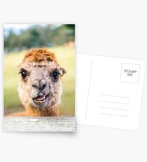 Funny Alpaca Postcards
