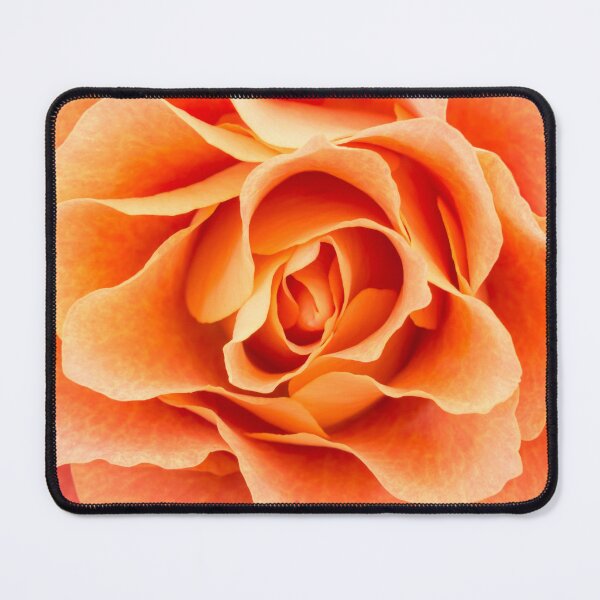 Item preview, Close-up of light colored orange rose designed and sold by Dolfilms.