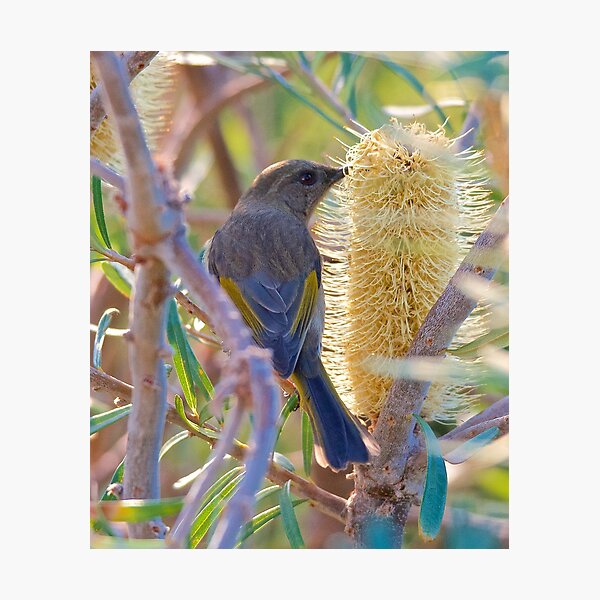 Item preview, HONEYEATER ~ Crescent Honeyeater 8s2pGUeb by David Irwin designed and sold by tasmanianartist.