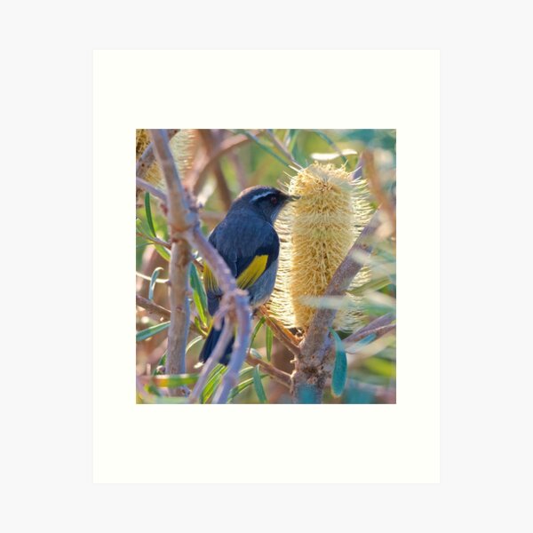 Item preview, HONEYEATER ~ Crescent Honeyeater wHyn2yf5 by David Irwin designed and sold by tasmanianartist.