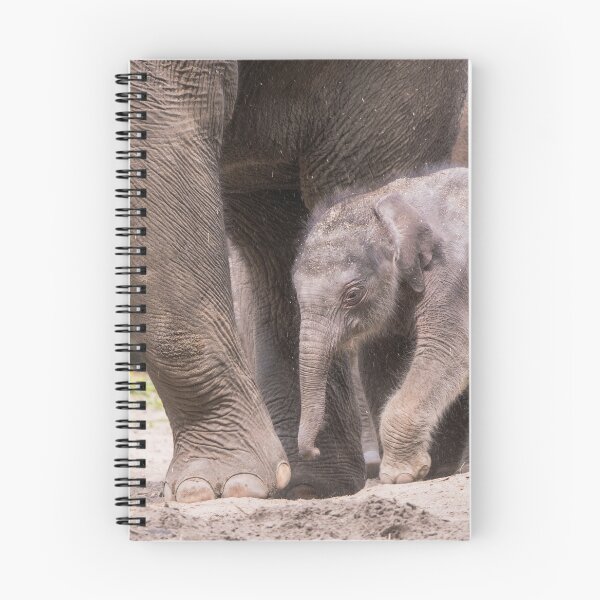 Item preview, Baby elephant takes his first steps  designed and sold by Dolfilms.