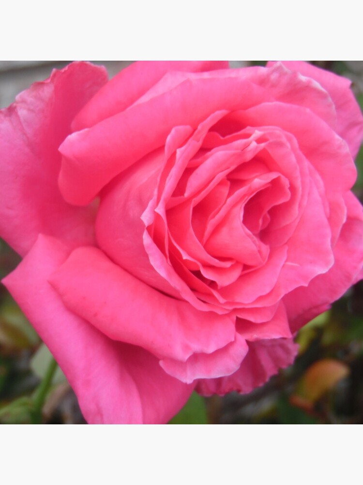 Pink Reverberation by pandpmedia