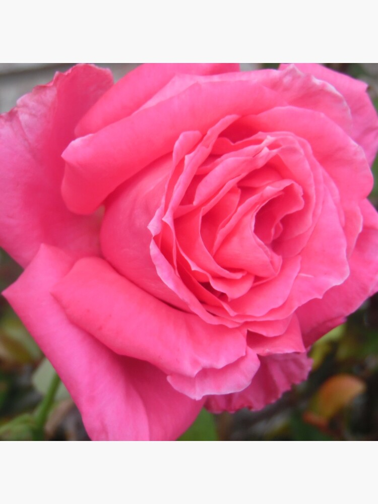 Pink Reverberation by pandpmedia