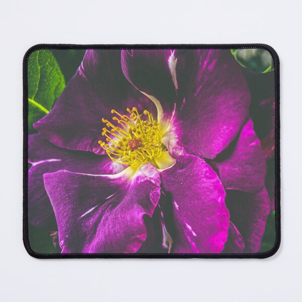 Item preview, Rosa rugosa (wild common rose) close up designed and sold by TimConstable.