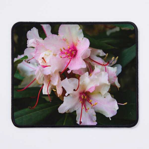 Item preview, priory park flowers designed and sold by Perggals© - Stacey Turner.