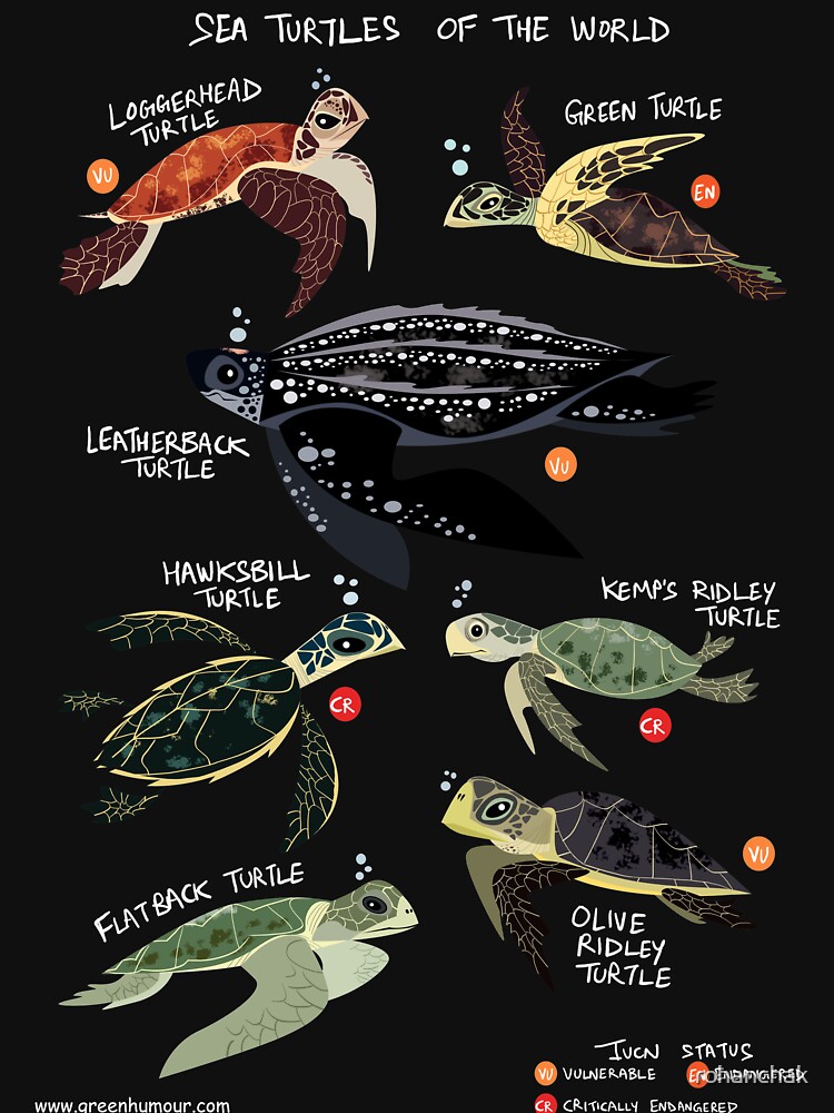 Sea Turtles of the World