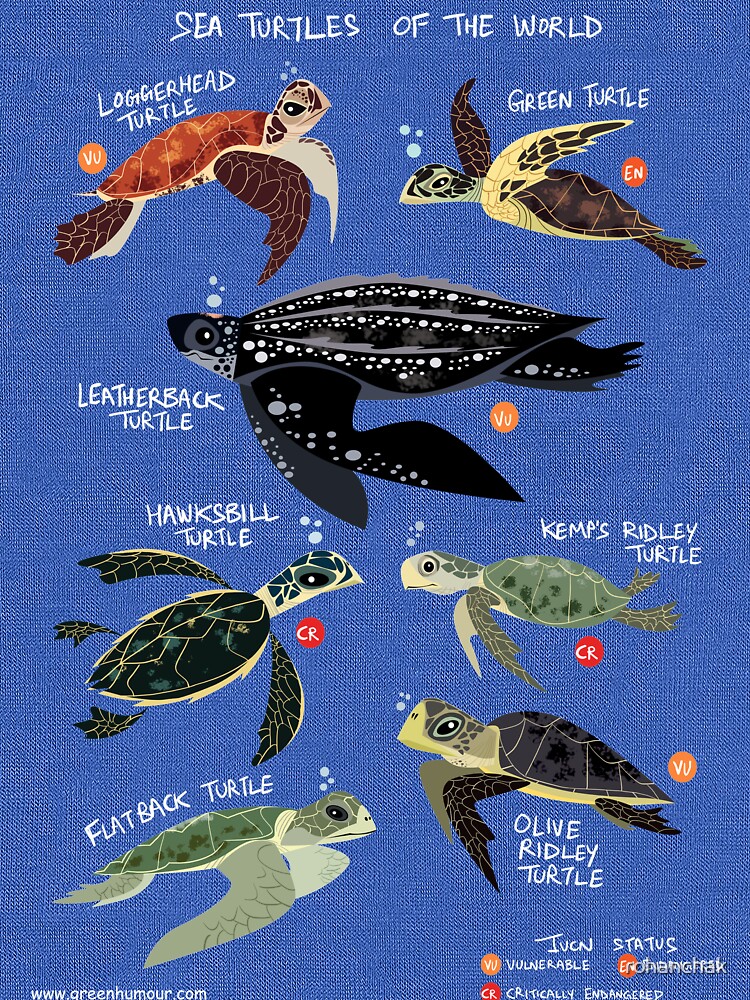 Sea Turtles of the World