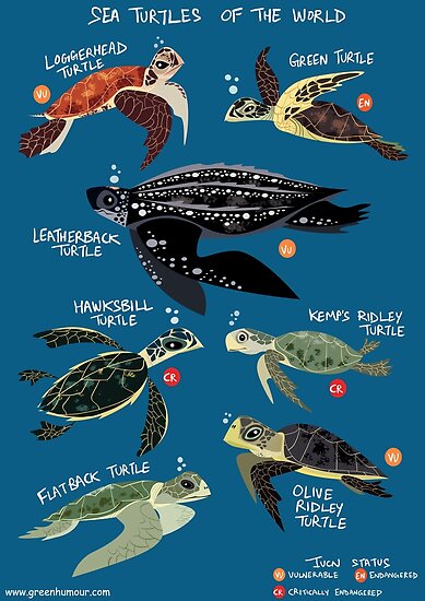 sea turtles of the world sweatshirt