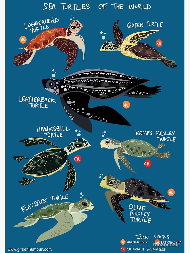 Discover Sea Turtles of the World Premium Matte Vertical Poster