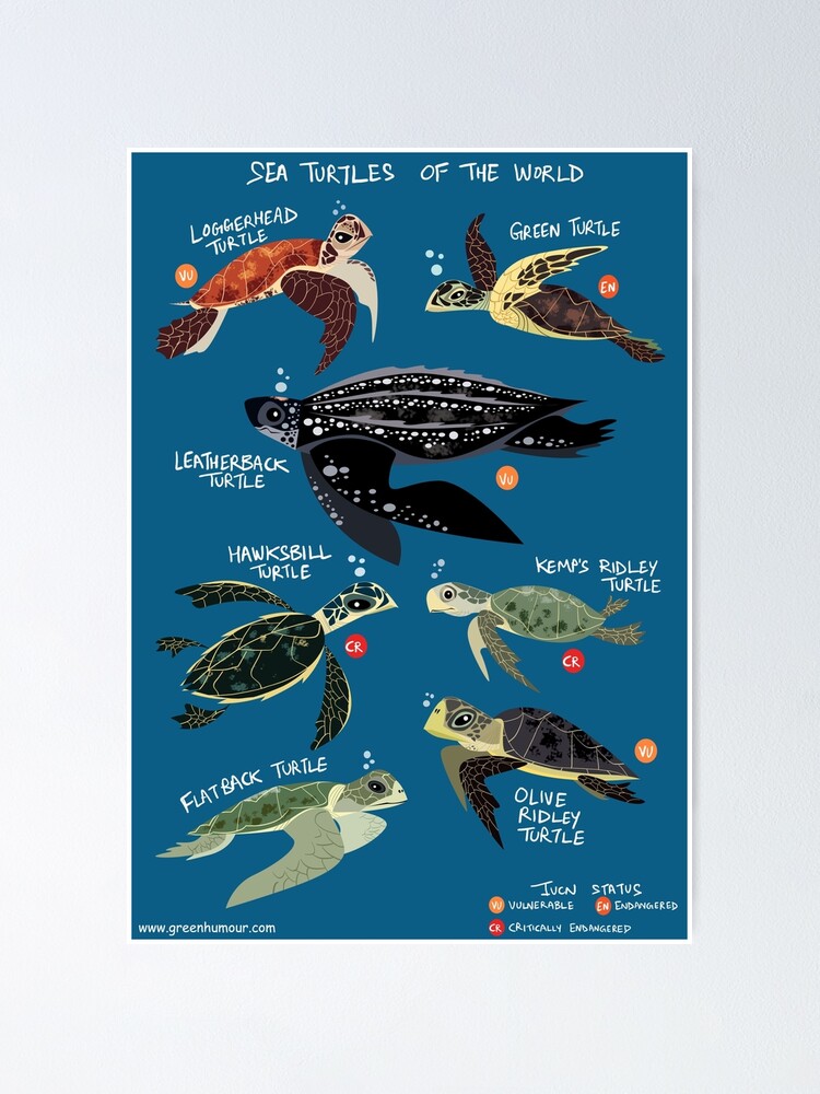 Alternate view of Sea Turtles of the World Poster