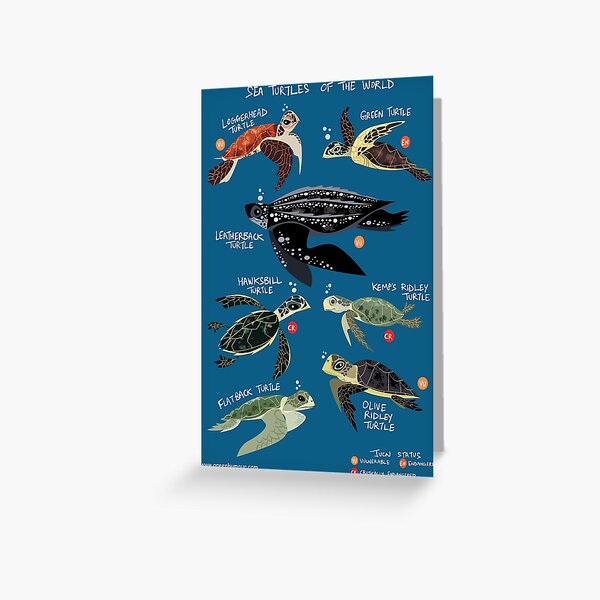 Sea Turtles of the World Greeting Card