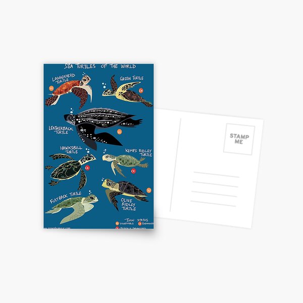 Sea Turtles of the World Postcard