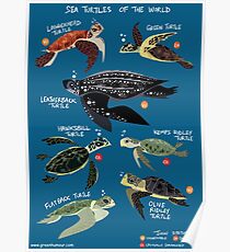 Sea Turtles of the World Poster