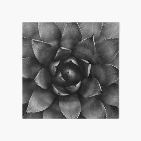 Black and White Succulent Cactus Agave Plant Print Art Board Print