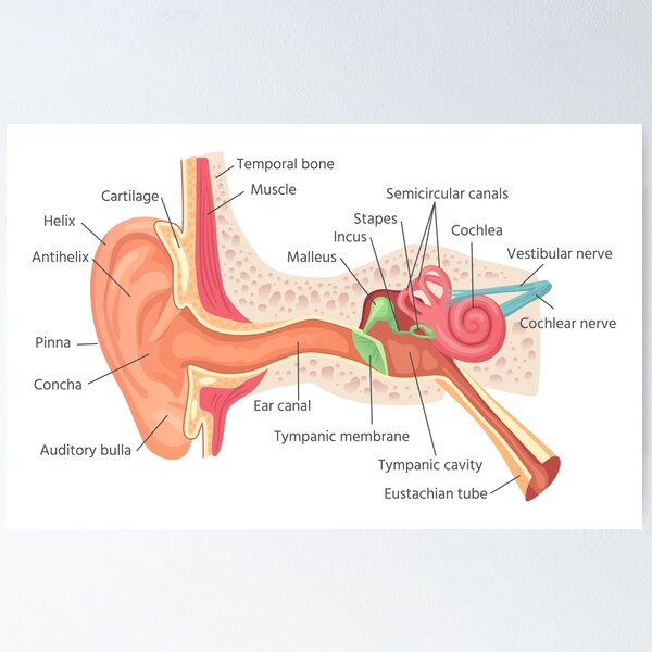 Item preview, Ear Anatomy Chart designed and sold by FunckyDesigns.
