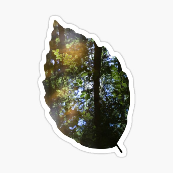 Green leaves and reflection in calm water, magical forest Sticker