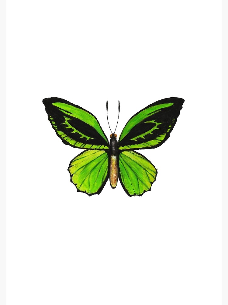 "Realistic Green Birdwing Butterfly" Poster for Sale by MothThePainter