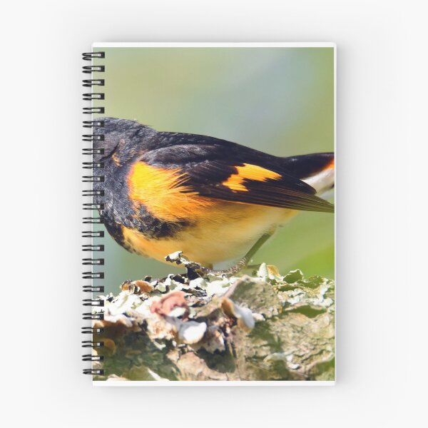 Item preview, american redstart designed and sold by telley20.