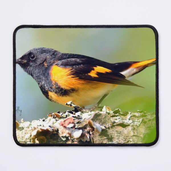 Item preview, american redstart designed and sold by telley20.