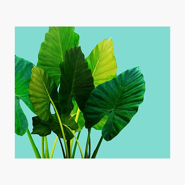 Urban Jungle Photographic Print