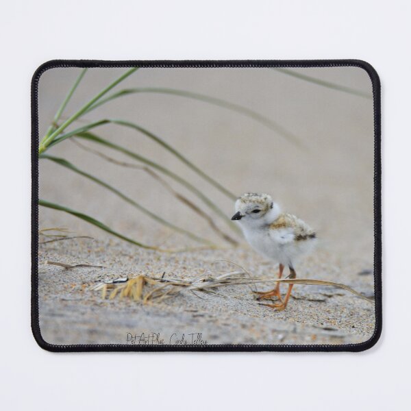Item preview, Baby Plover designed and sold by telley20.