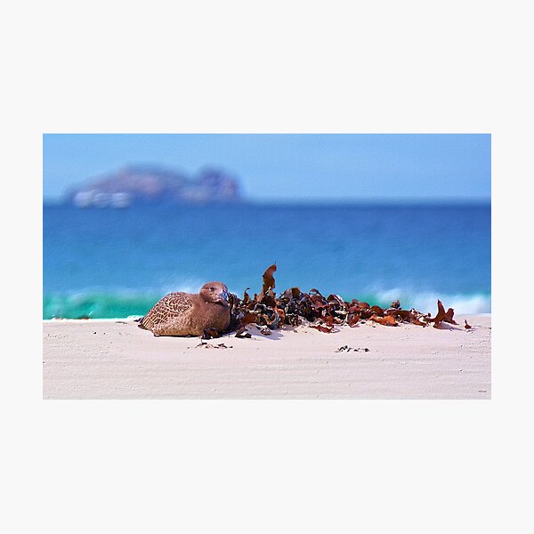 GALLIMAUFRY ~ D1G1TAL-M00DZ ~ Young Pacific Gull by tasmanianartist Photographic Print