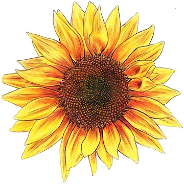 Artwork thumbnail, Sunflower by Sara-Rae