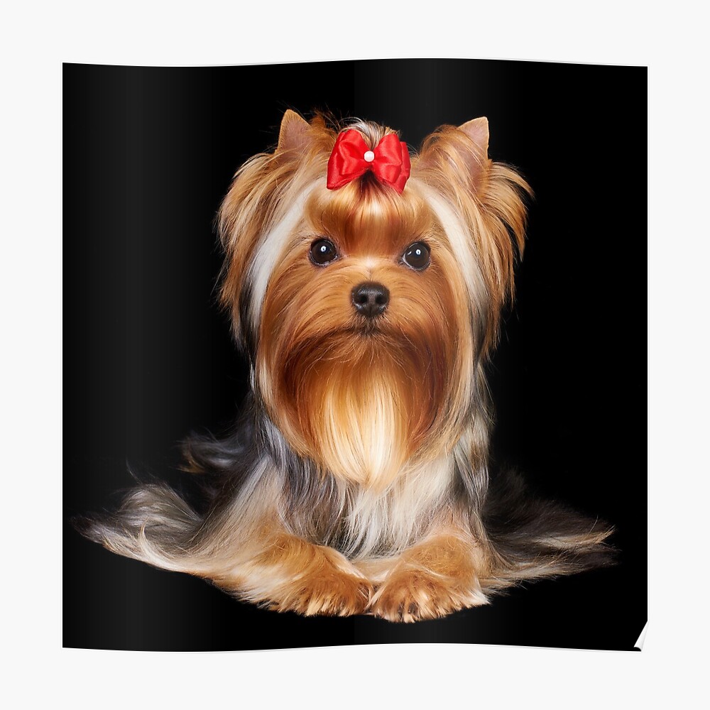 yorkshire terrier bow