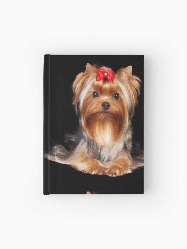 yorkie with bow
