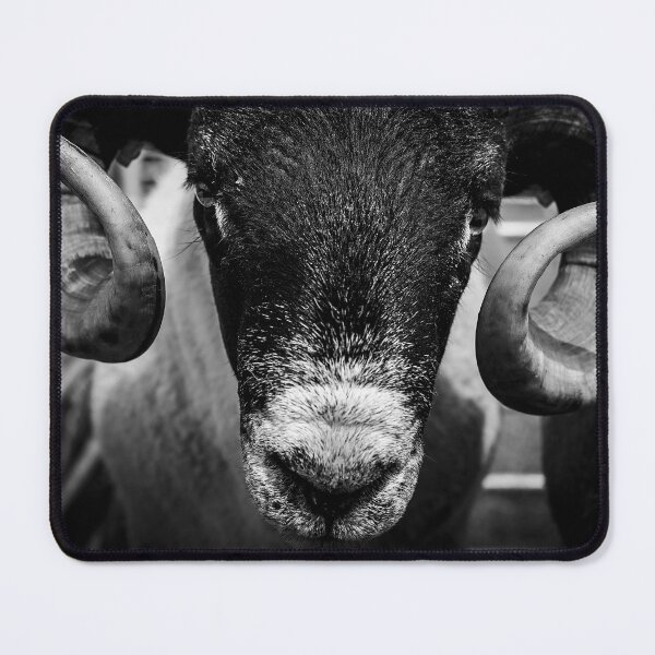 Item preview, Northumberland Show Sheep #2 designed and sold by axp7884.