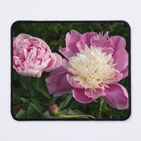 Item preview, Pink Peony Life Stages designed and sold by Gerda Grice Photography.