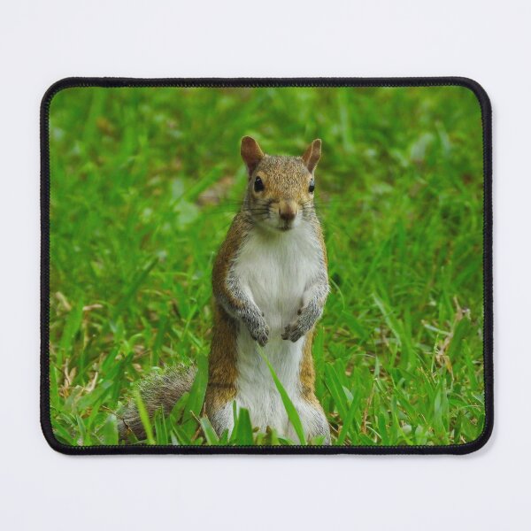 Item preview, Cute Squirrel #0054 designed and sold by Jeffrey Mask.
