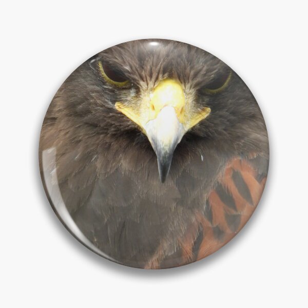 Item preview, The Harris Hawk Stare designed and sold by PhotosBySusanne.