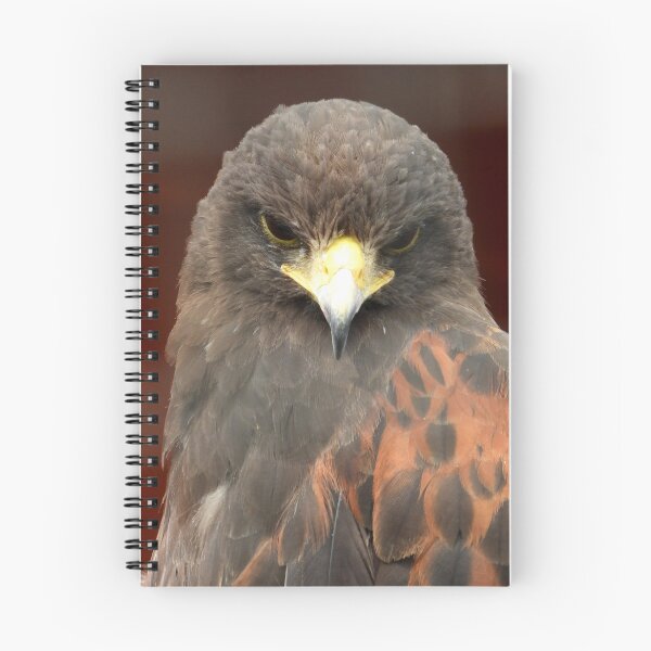 Artikelvorschau, Der Harris-Hawk-Stare entworfen und verkauft von PhotosBySusanne.