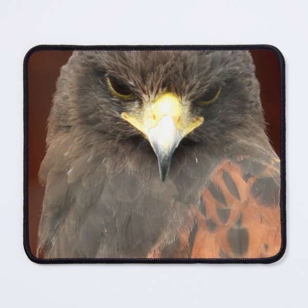 Item preview, The Harris Hawk Stare designed and sold by PhotosBySusanne.