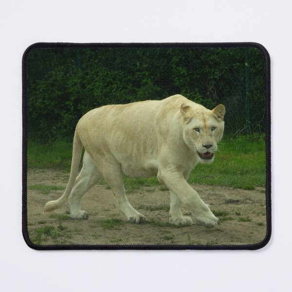 Item preview, The White Lion prowl designed and sold by PhotosBySusanne.