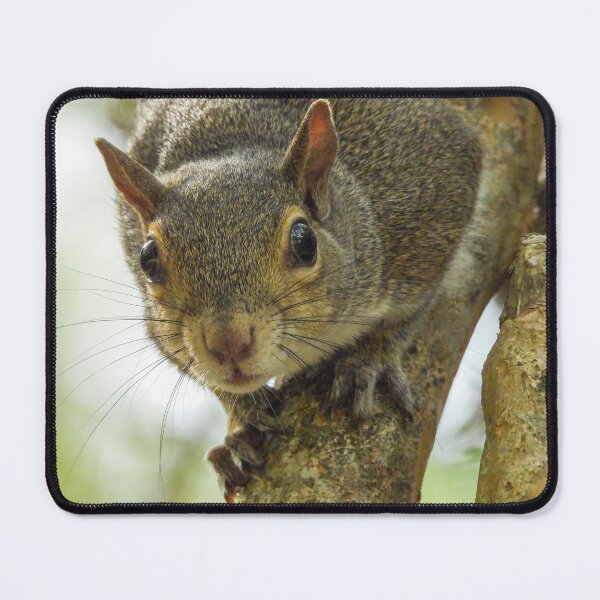 Item preview, Cute Squirrel #0058 designed and sold by Jeffrey Mask.