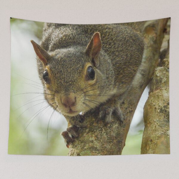 Item preview, Cute Squirrel #0058 designed and sold by Jeffrey Mask.