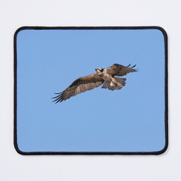 Item preview, Osprey 2022-1 designed and sold by Thomasyoung.