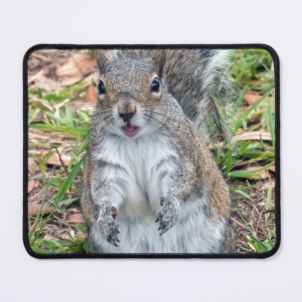 Item preview, Cute Squirrel #0061 designed and sold by Jeffrey Mask.