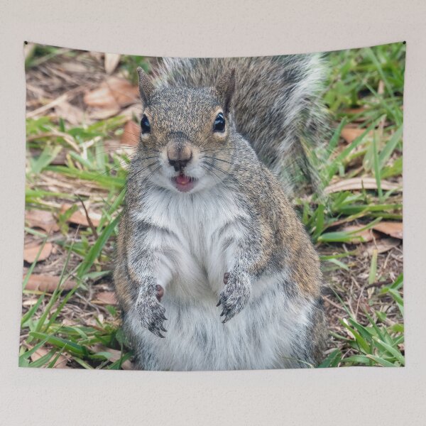 Item preview, Cute Squirrel #0061 designed and sold by Jeffrey Mask.