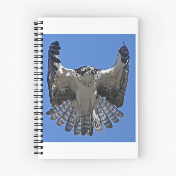 Item preview, Hovering Osprey designed and sold by Anthony Goldman.