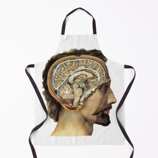 Item preview, Brain and Cerebellum Cross-Section designed and sold by amuseXpress.