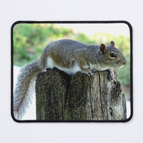 Item preview, Cute Squirrel #0064 designed and sold by Jeffrey Mask.