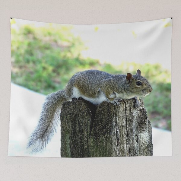 Item preview, Cute Squirrel #0064 designed and sold by Jeffrey Mask.