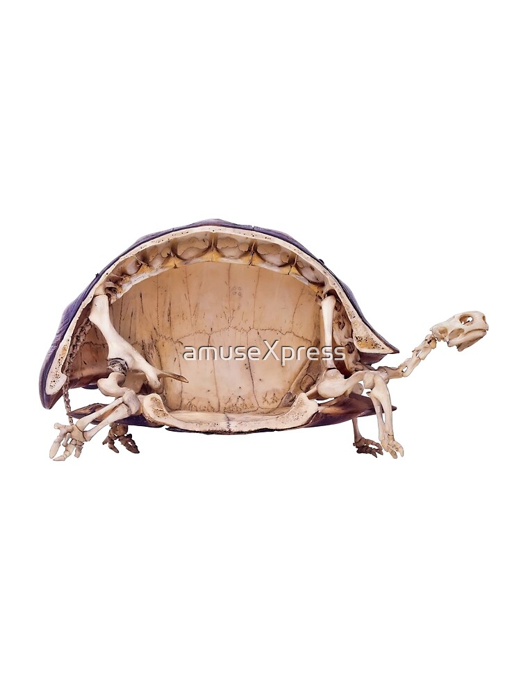 38kt skelton Celluloid “tortoise” 新品 CALMA STORE 38kt Skelton